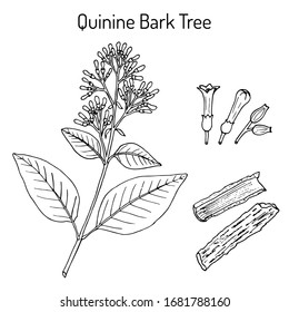 Quinine Bark Tree (Cinchona officinalis), medicinal plant. Hand drawn botanical vector illustration