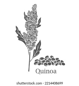 Ilustración vectorial del icono de glifo de cultivo de cereales de quinoa. Silueta negra cortada de la planta de grano de amaranto y texto de quinua, semillas de proteína hoja de cosecha de la granja en espikelet, superalimento vegetariano natural