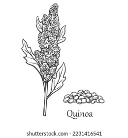 Quinoa cereal crop outline icon vector illustration. Line hand drawn sketch of amaranth grain plant and Quinoa text, leaf protein seeds of farm harvest on spikelet, natural vegetarian superfood