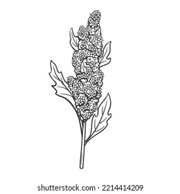 Quinoa Cereal Crop Plant, Outline Icon Vector Illustration. Line Hand Drawing Of Amaranth Grain Plant