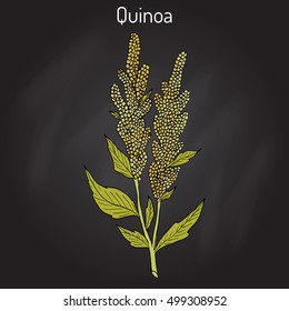 Quinoa (Chenopodium quinoa) superfood, healthy plant. Hand drawn botanical vector illustration