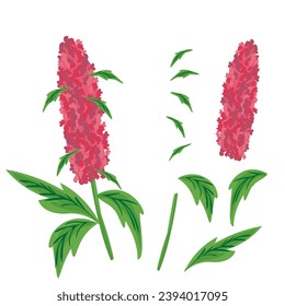 quinoa flower in vector.plant in semi-realistic style.objects for design of application website leaflet booklet advertising packaging sticker.
