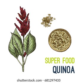 Quinoa. Full Color Super Food Hand Drawn Sketch Vector Illustration.