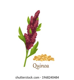 Quinoa grass cereal crops, agricultural plant vector illustration. Heap of quinoa grains seeds.