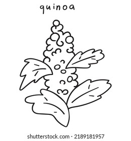 Quinoa. Outline hand drawn vector illustration on white background.