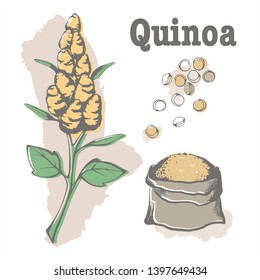 quinoa: plant and quinoa seeds. Super food. Vector hand drawn color illustration