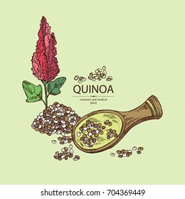 Quinoa: Plant And Quinoa Seeds. Super Food. Vector Hand Drawn Illustration.