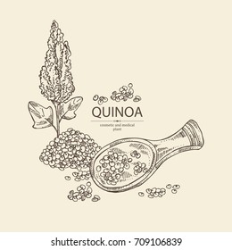 Quinoa: Plant And Quinoa Seeds. Super Food. Vector Hand Drawn Illustration.