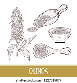 Quinoa. Plant. Spoon, bowl with seeds. Sketch. Set.