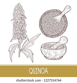 Quinoa. Plant. Spoon, mortar. Bowl with seeds. Sketch. Set.