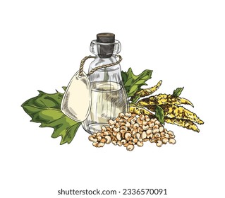 Quinoa ripe branch with flowers, leaves and pile of raw seeds, grains. Glass pitcher with oil and label. Quinoa grass cereal crops, agricultural healthy plant hand drawn color vector illustration.