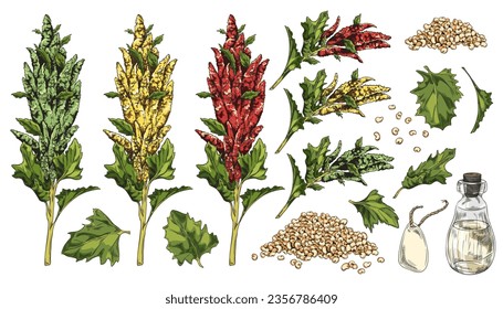 Rama madura de quinua con flores, hojas y pila de semillas crudas, granos. Cocina de vidrio con aceite y etiqueta. Cultivos de cereales de hierba de Quinoa, cultivo sano de plantas a mano ilustraciones de vectores de color conjunto