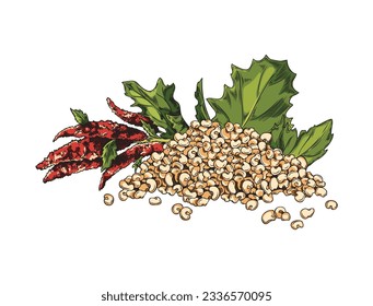 Quinoa ripe fresh branch with flowers, leaves and pile of raw seeds, grains. Quinoa grass cereal crops, agricultural plant hand drawn color vector illustration. Cereal healthy plant, superfood