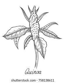 Quinoa seed branch, plant with leaf. Engraved vector sketch etch Hand drawn illustration.