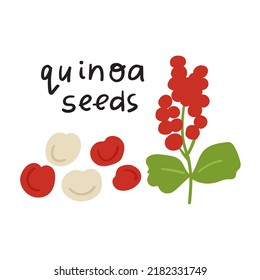 Quinoa Seeds. Flat Vector Illustration On White Background.