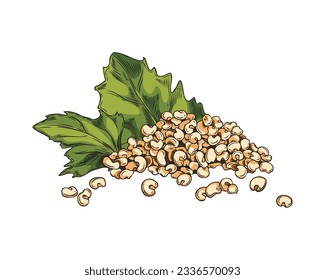 Quinoa seeds and green leaves, hand drawn sketch vector illustration isolated on white background. Healthy and organic food with retro engraving texture. Quinoa plant drawing.