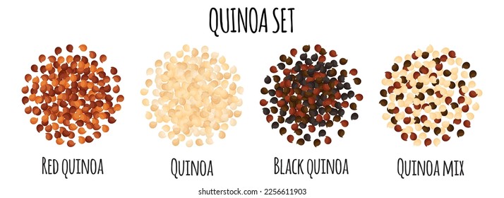 Quinua ambientada con rojo, blanco, negro y mezcla quinua. Recogida natural de alimentos orgánicos. Dibujo vectorial aislado.