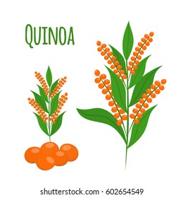 Quinoa Set. Seeds, Healthy Quinoa Vegetarian Food. Cartoon Flat Vector Style.