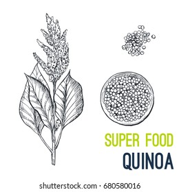 Quinoa. Super food hand drawn sketch vector illustration.