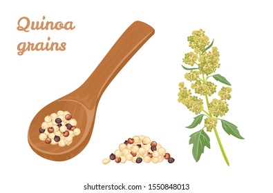 Quinoa Tricolor grains in wooden spoon, pile of seeds and plant isolated on white background. Superfood vector illustration in cartoon simple flat style.