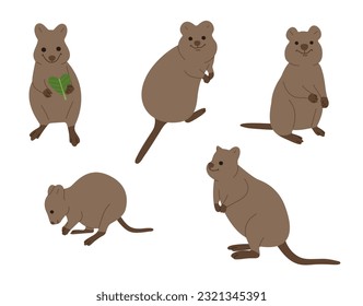 Quokka 1 süß auf weißem Hintergrund, Vektorgrafik. 