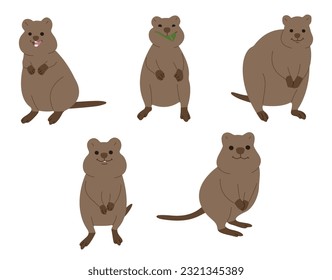 Quokka 2 süß auf weißem Hintergrund, Vektorgrafik. 