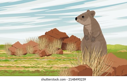 Quokka in the Australian steppe. Short-tailed scrub wallaby Setonix brachyurus in Australia. Realistic vector landscape