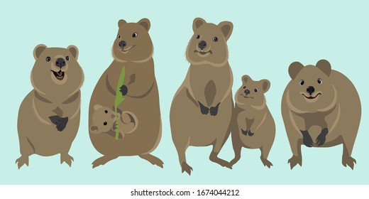 Quokka family collection, cute smiling australian animal flat vector illustration set.