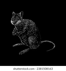 quokka hand drawing vector isolated on black background.