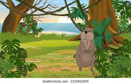 Quokka in the jungle on the ocean shore. Short-tailed scrub wallaby Setonix brachyurus in Australia. realistic vector