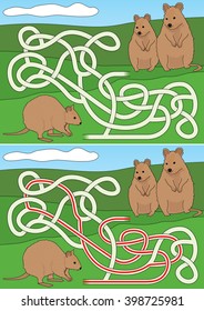 Quokka maze for kids with a solution