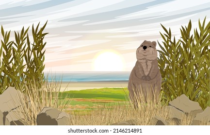 Quokka on the shore of the ocean. Short-tailed scrub wallaby Setonix brachyurus in Australia. Realistic vector landscape