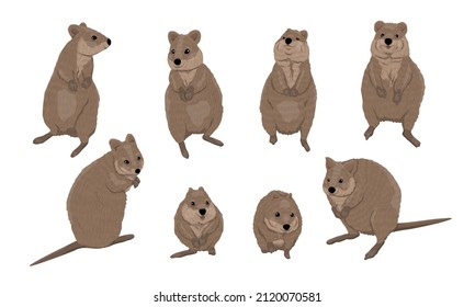 Quokka set. Short-tailed scrub wallaby Setonix brachyurus in different poses. Realistic vector animal