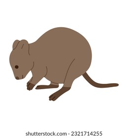 quokka single 2 lindo sobre fondo blanco, ilustración vectorial. 