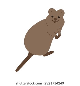 quokka single 4 cute on white background, vector illustration. 