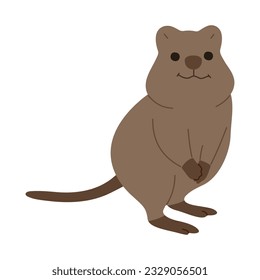 quokka single 5 cute on white background, vector illustration. 