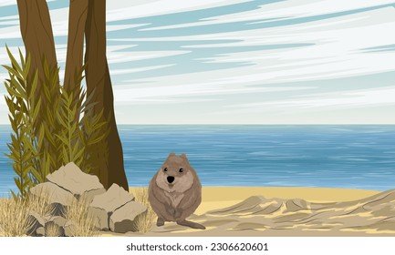 Quokka se encuentra en una playa de arena junto al océano. Costa con hierba seca y piedras rojas. Salto de maleza de cola corta Setonix brachyurus en Australia. Paisaje vectorial realista