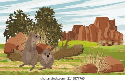 Quokkas en un claro de rocas rojas australianas. Salto de maleza de cola corta Setonix brachyurus en Australia. Paisaje vectorial realista