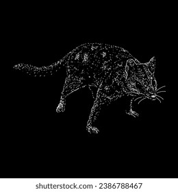 quoll hand drawing vector isolated on black background.