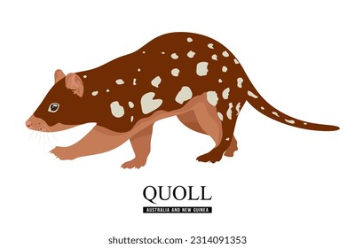 Quoll vector illustration isolated on white background. Tiger quoll or Dasyurus maculatus are carnivorous marsupials native to Australia and New Guinea. Flat cartoon vector illustration