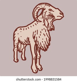 qurban goat animal farm with half cicled horn side view
