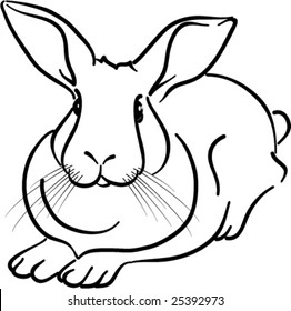 rabbit