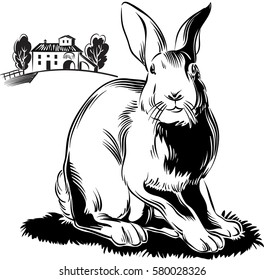 Rabbit in the agricultural landscape.