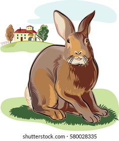 Rabbit in the agricultural landscape.