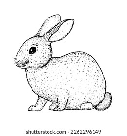 Esbozo animal de conejo. Ilustración vectorial dibujada a mano. Blanco y negro. Conejo de Pascua.