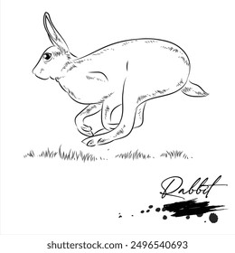 Conejo, boceto de animal realista, Ilustración vectorial
