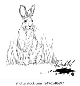 Rabbit, animal sketch realistic, vector illustration