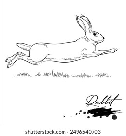 Rabbit, animal sketch realistic, vector illustration