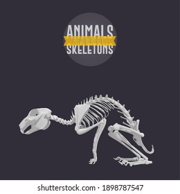 Rabbit Animals Skeletons in dark background - Vector