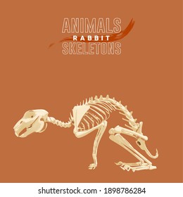 Rabbit Animals Skeletons in orange background - Vector